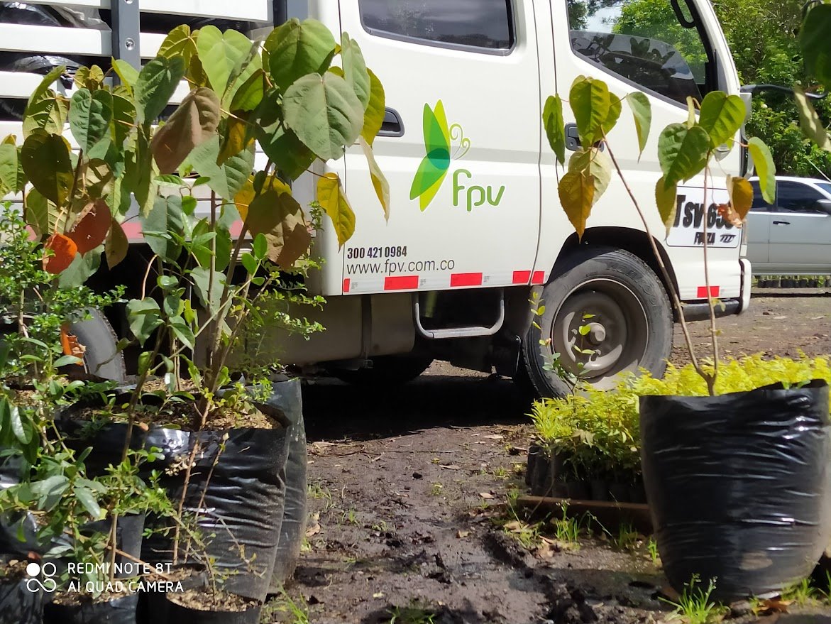 Proyecto forestal y arborización